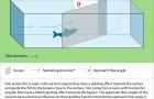 Inclination directions and approach flow angles of fish protection screens relevant for a guiding function