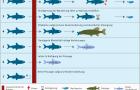 Infografik Fischschutz: Mögliche Wirkungen von Standorten wassertechnischer Anlagen auf Fischindividuen