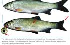 Comparison of the injuries of a common nase before and after the passage of a hydropower site